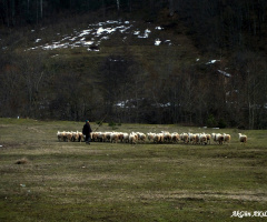 ÇOBAN VE KOYUN
