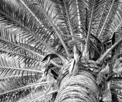 Up A Palm Tree