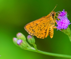 Skipper