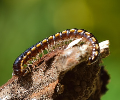 Worm