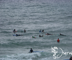 Surf