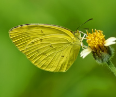 Dominant yellow