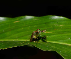 natural love