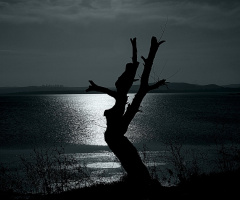 Lonely Tree