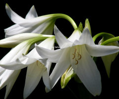 Delicacy