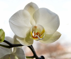 whiteness