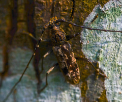 bug life
