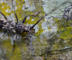 beetle horns