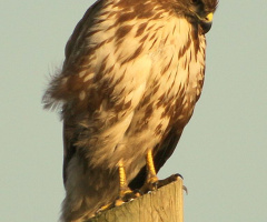 Shy Hawk
