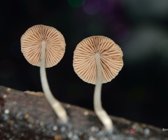 Two fungi