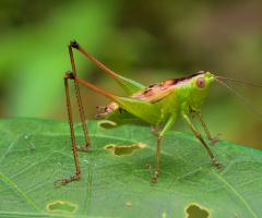 Grasshopper