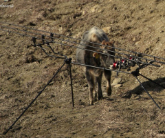 El Toro ! Oleyyyyy...