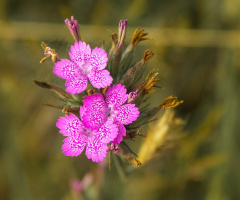 wild flower