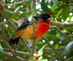 Little bird