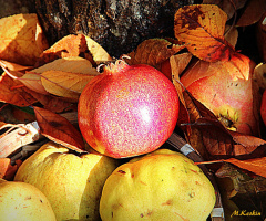 Sonbahar Meyveleri