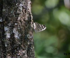 camouflage