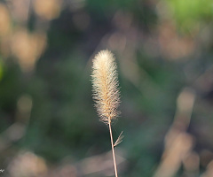 Başak
