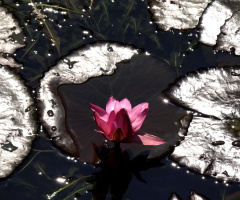 lotus....