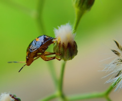 Ready to fly