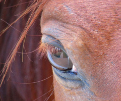 The Look...