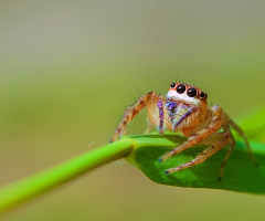 The jumping spider