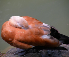 Sleeping