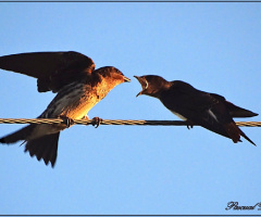 Birdrs Fight