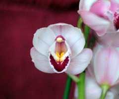 Orchid