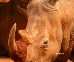 rhino
