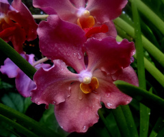 orchid....