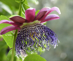 Maracuja çiçek