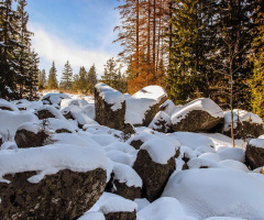 winter beauty