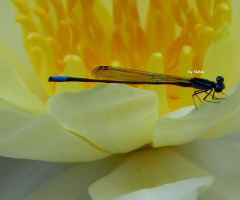Simply delicate