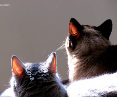 Looking at the bird