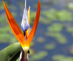 Flower look back