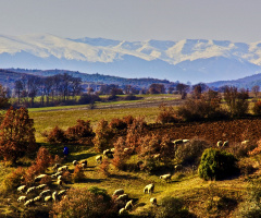 sürü