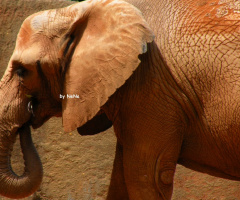 Elefante