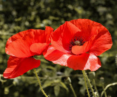 Poppies