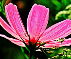 Illuminated