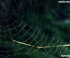 örümcek ağı