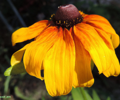 Daisy Drenched in Sunlight