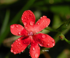 Raindrops