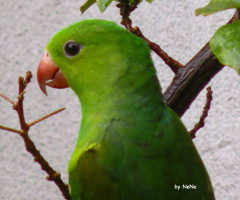 Periquito