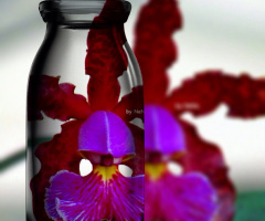 Through the glass