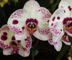 Orquídea 