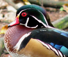 Mandarin