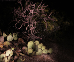 Light Painting The Sonoran Desert