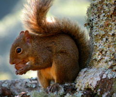 squirrel