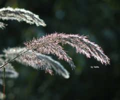 Brightness of the Bush 1