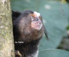 Sagui